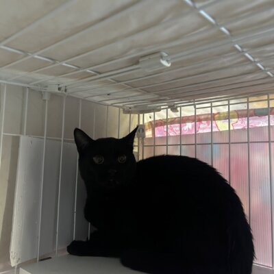 オカルン【ちびびの森シェルター】