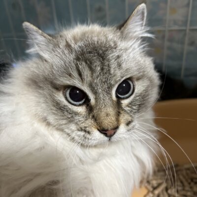 はなごしょ【ちびびの森シェルター】
