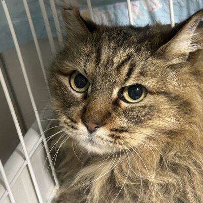 たいてん【ちびびの森シェルター】