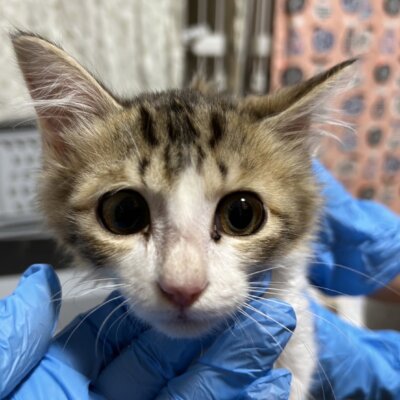 コメット【ちびびの森シェルター】→ソラ