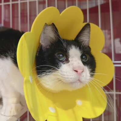                                 虹【大阪ねこ浴場】