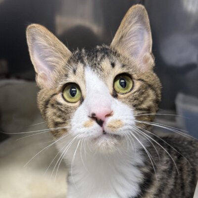 ちょろちょろ【キャットプラザ西葛西】