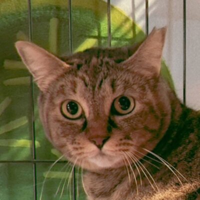                                 すぎな【大阪ねこ浴場】