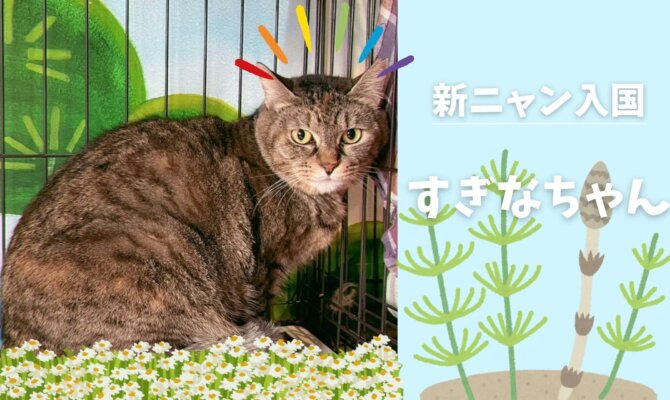 【大阪ねこ浴場】新ニャン入国♨️すぎなちゃん🌱