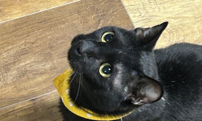 【谷中店】~クラウン~