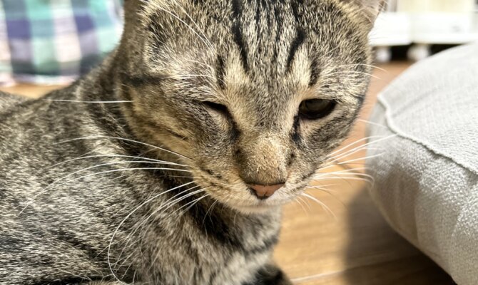 谷中店〜宝立ボニート〜