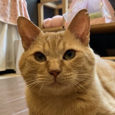 ジャズマス【池袋】