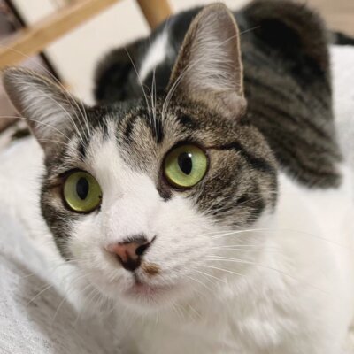                                 ルンバ【大阪ねこ浴場】
