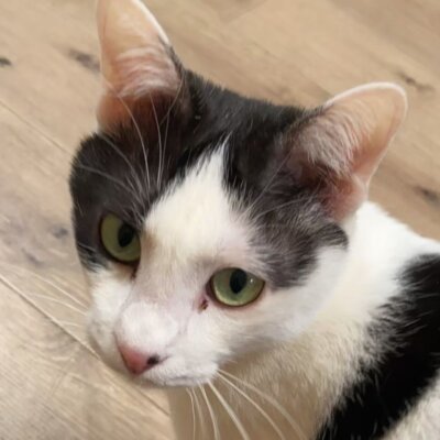 ホップ【大阪ねこ浴場】