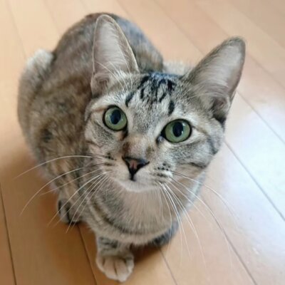                                 みずほ【大阪ねこ浴場】