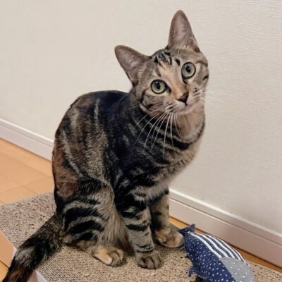 つばめ【大阪ねこ浴場】