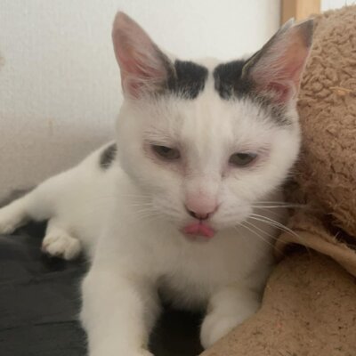 おたま【大阪ＴＮＴＡ部】➡お徳