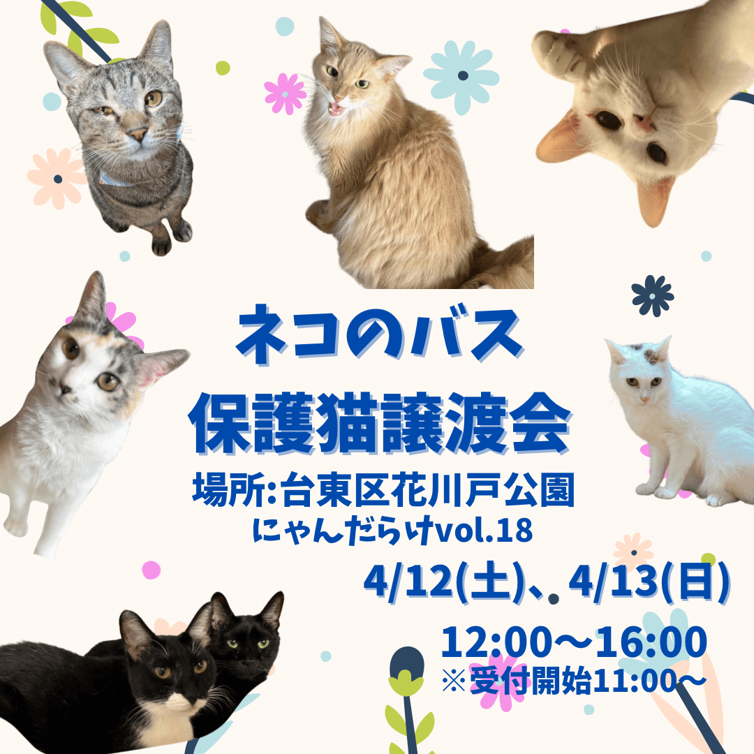 東京「にゃんだらvol.18」にて保護猫譲渡会開催！！ | ネコリ