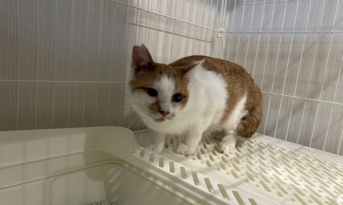 3/8 人が大好きなチャシーがずっとのお家へ😌