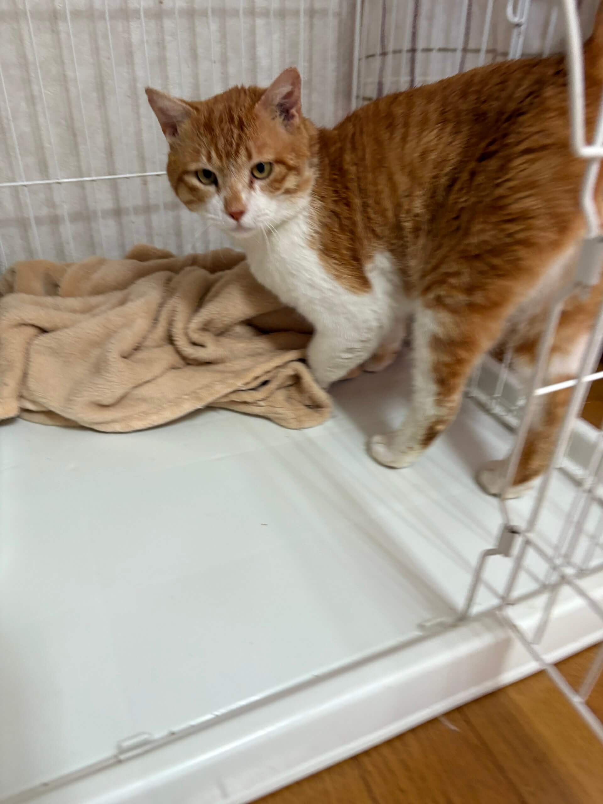曙(あけぼの)【飛騨】 | ネコリパブリック｜日本の猫の殺処分をゼロに！