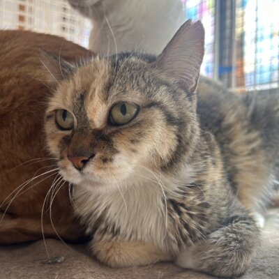 あまに【ちびびの森シェルター】