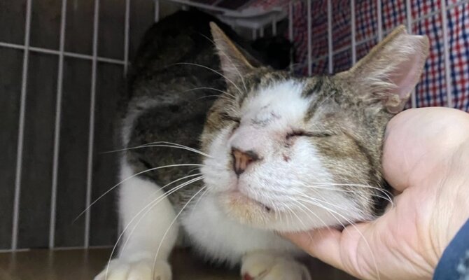 大阪より入国した甘えん坊な保護猫「鉄男」