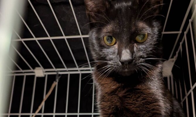 2/13 熊本の殺処分を免れ、なは🐈‍⬛幸せな家猫へ
