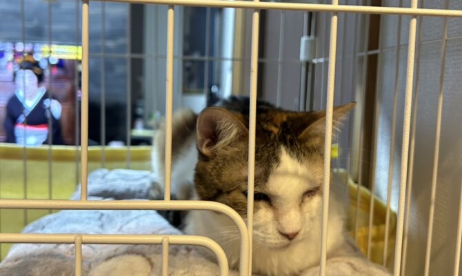 2/24 子猫達のお世話をしてくれた優しくて穏やかな🍊はるみちゃんずっとのお家へ