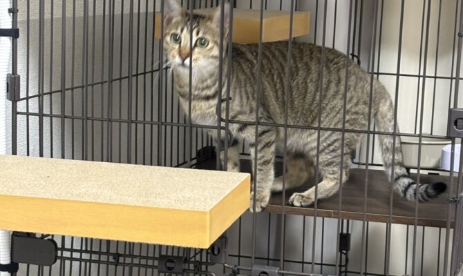 2/27 レモングラス🍋外猫からずっとの家猫へ
