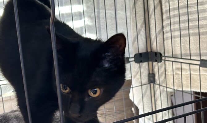 3/1生春巻き🐈‍⬛預かりさん宅からずっとのお家へ出発😊