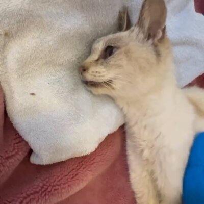 ウェル【ちびびの森シェルター】