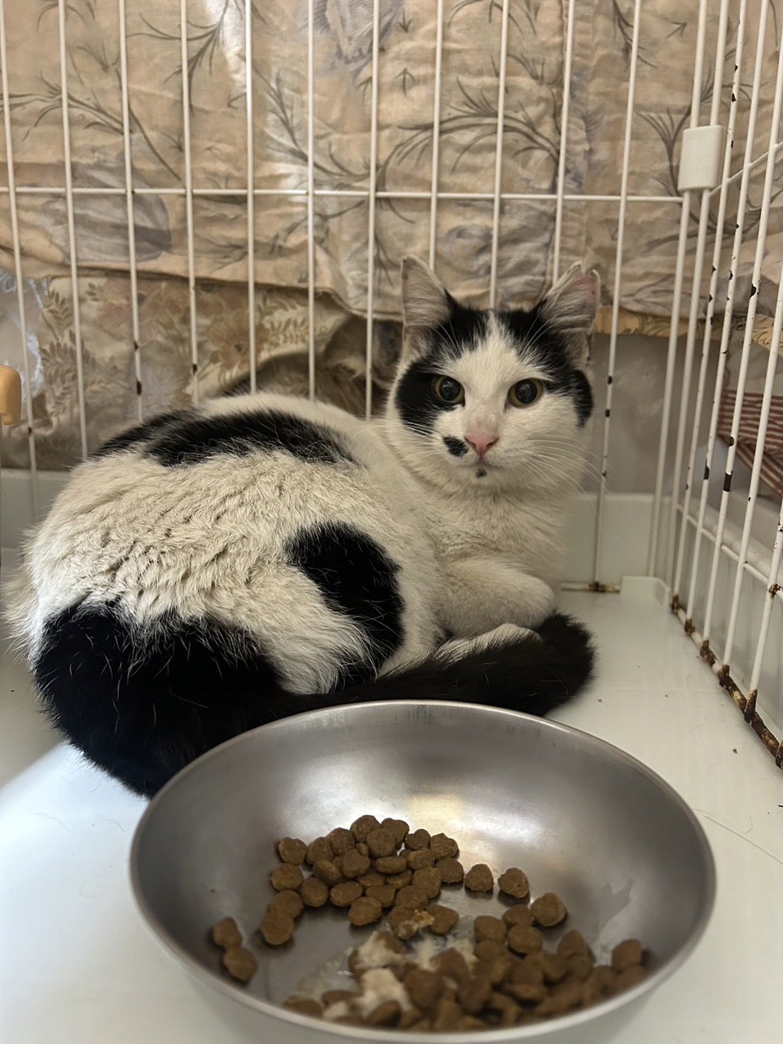 猫飼ってます カード検索 ｜ Z/X - Zillions of enemy X - ゼクス公式サイト