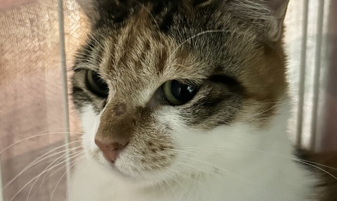 【お茶の水】〜ザッハトルテ〜