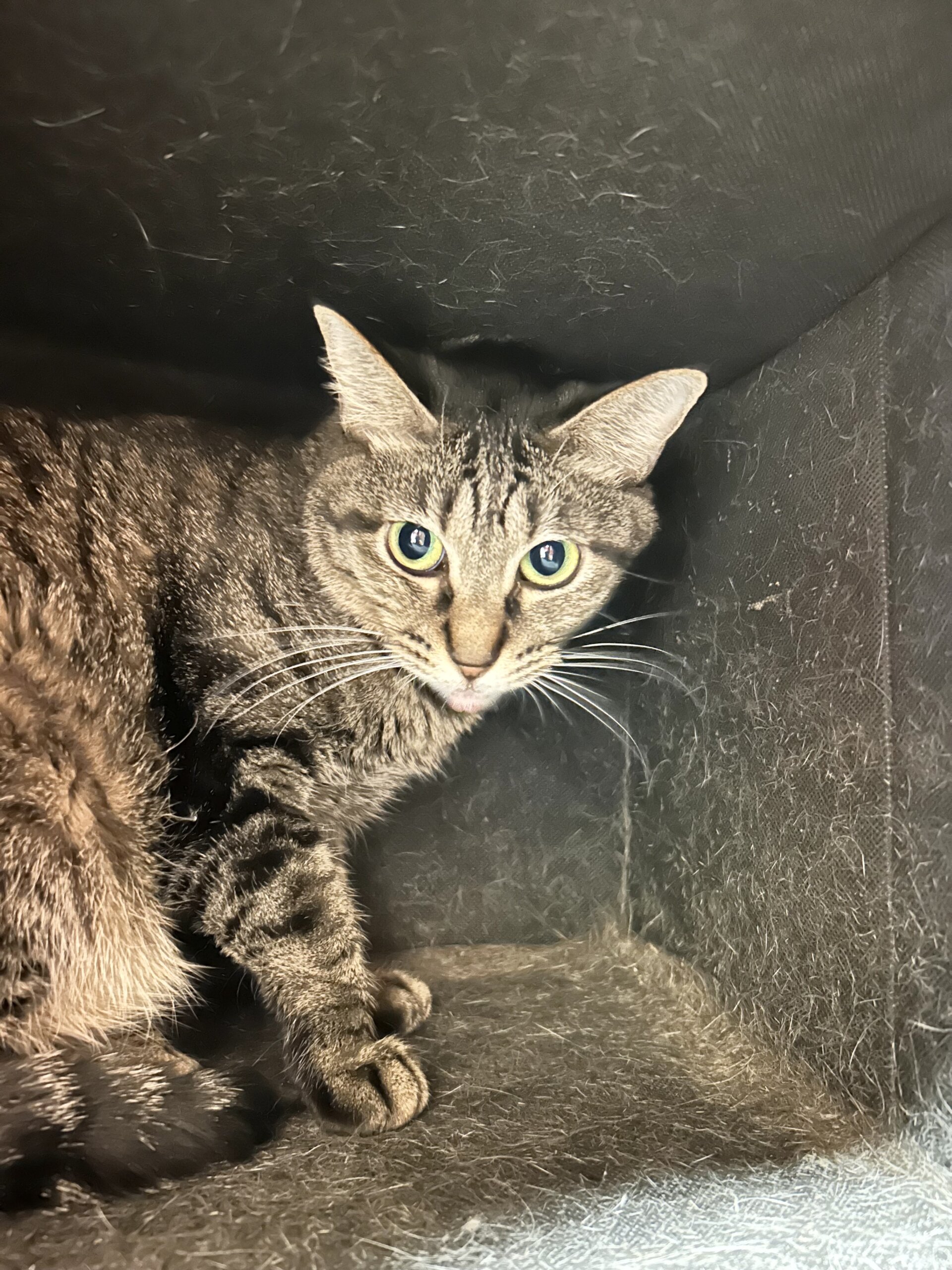 お茶の水店】〜岩崎ちひろ〜 | ネコリパブリック｜日本の猫の殺処分を