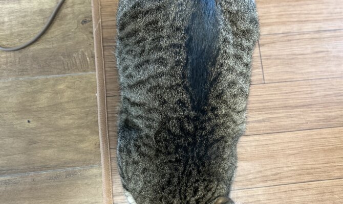 【谷中】〜長〜