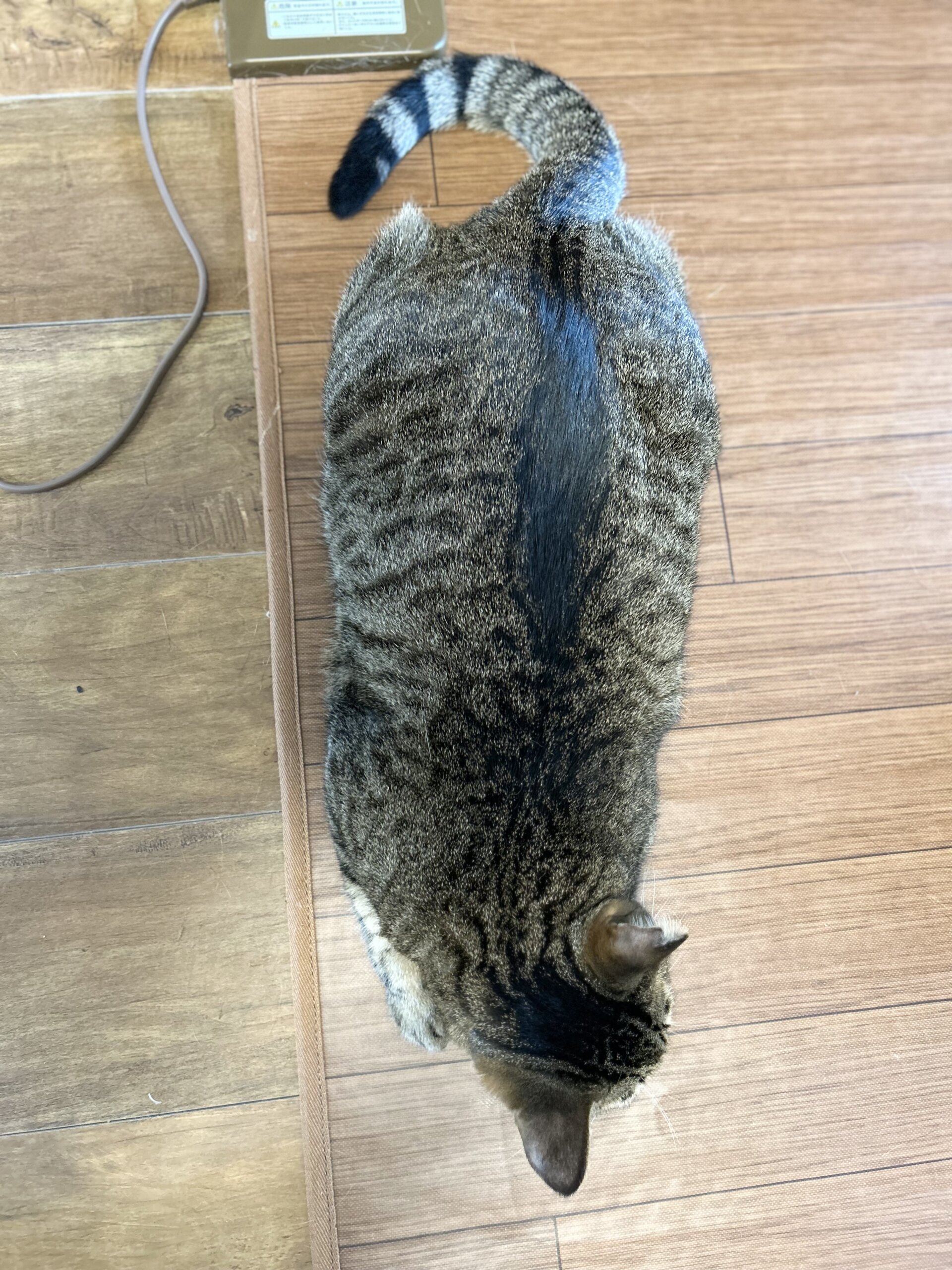  すわのしおり　われめ 
