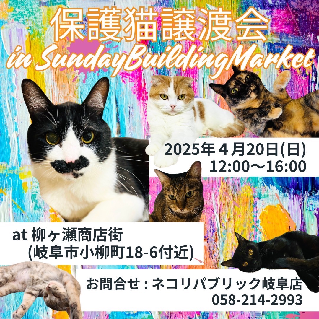 にぎわう街に、あたたかな命のご縁を。サンビルで保護猫譲渡会を開催