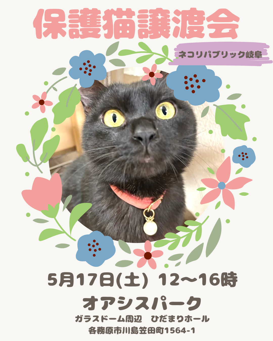 強くてやさしい命と出会う春。2025年5月の保護猫譲渡会?岐阜店 