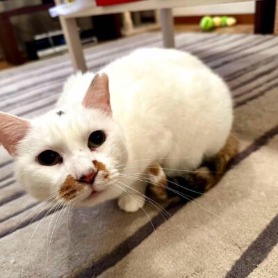 せんちゃん【大阪TNTA部】