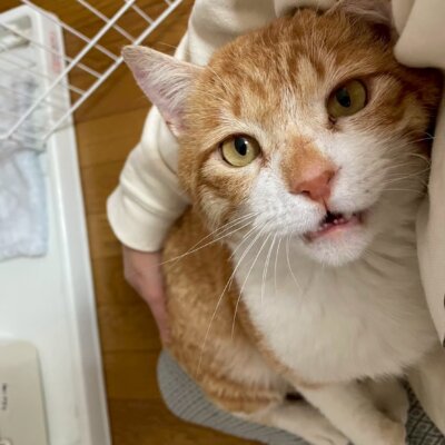 曙(あけぼの)【飛騨】