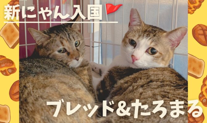 ♨️ねこ浴場に仲良し2匹が入国🚩