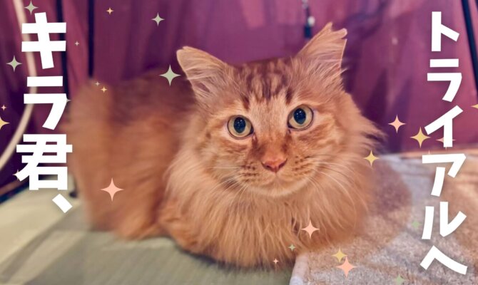 【大阪ねこ浴場】キラ君、トライアルへ✨️