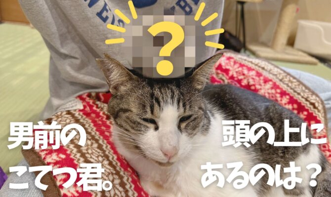 【大阪ねこ浴場】頭の上にあるのは⁉️
