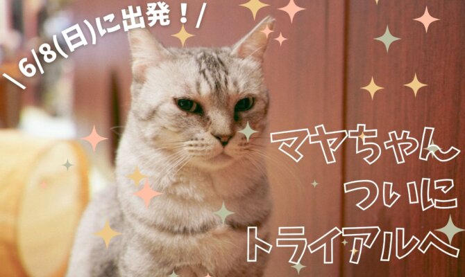 【大阪ねこ浴場】マヤちゃんトライアルへ🌙✨️