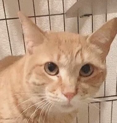 トング【池袋】