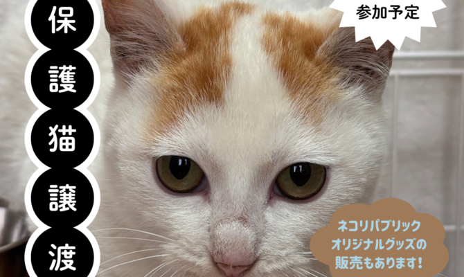 にゃつが来た！🎐保護猫たちとのご縁会🌿　〜保護猫譲渡会&POP UP SHOP~　in 富山