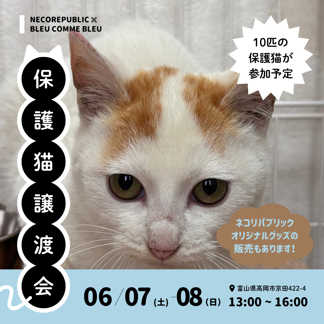 にゃつが来た！🎐保護猫たちとのご縁会🌿 〜保護猫譲渡会&POP UP SHOP