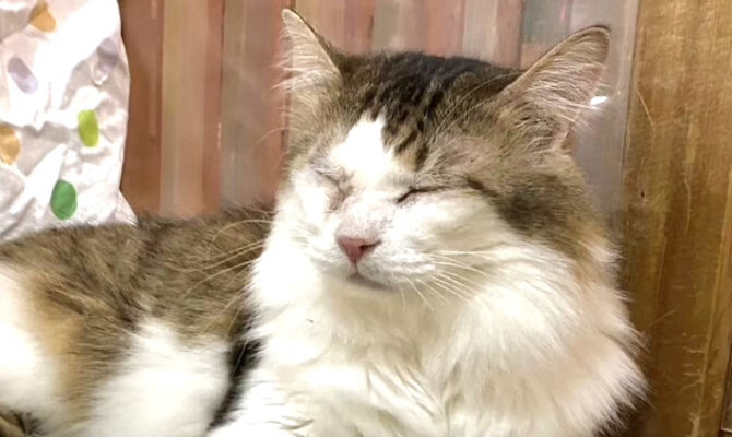 【お茶の水】〜新之介〜