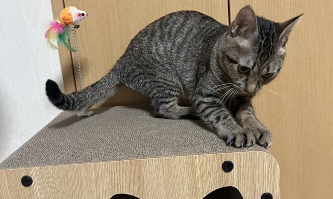 4/22 たくさん乗り越えてたあーりん🍑ずっとのお家へ