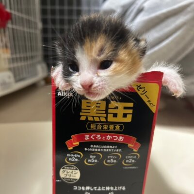 ユフィ【ちびびの森シェルター】
