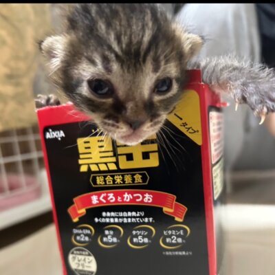 ティーダ【ちびびの森シェルター】