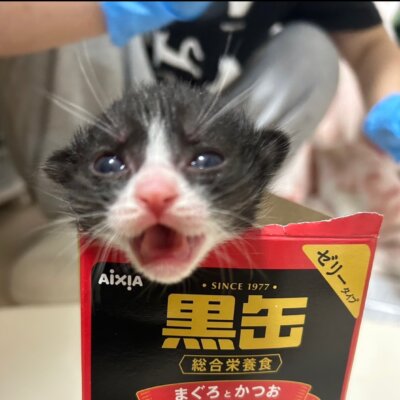 ザックス【ちびびの森シェルター】