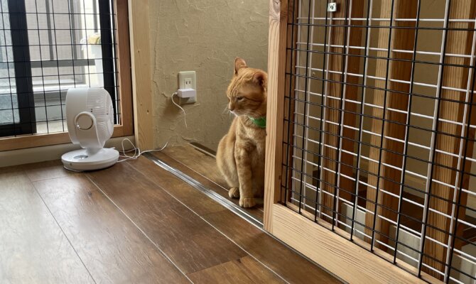 【谷中】〜にゃん太郎〜