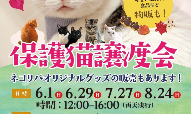 ＼ ユアペティア雪谷大塚店 × ネコリパブリック 保護猫譲渡会開催！／   