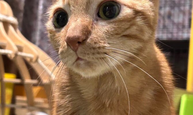 ✨トミクン、幸せへの第一歩！✨ 